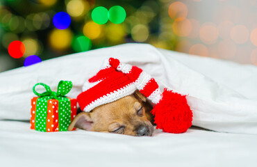 Fototapeta na wymiar A small red toy terrier puppy is sleeping with his head on a pillow in a santa hat under a white blanket against the background of a Christmas tree next to two small gifts