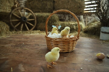 Happy Easter. Group of funny cute yellow chickens in basket