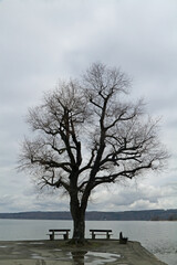 Baum am Ammersee