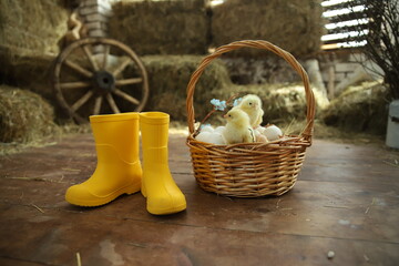 Happy Easter. Group of funny cute yellow chickens in basket