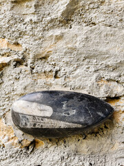Incrustation d'une pierre en marbre noir avec fossile