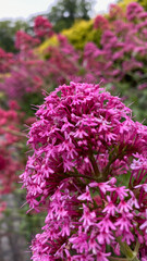 pink and purple flowers