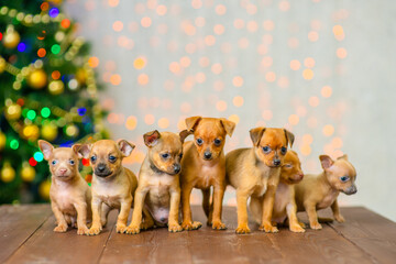 Fototapeta na wymiar A group of toy terrier puppies are sitting on the floor against the background of a christmas tree