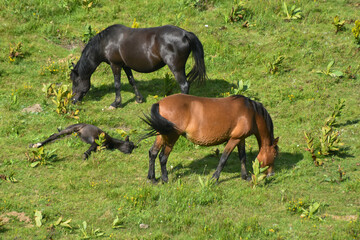 A herd of young horses grazing at summer green field on mountain. Wild horses and foals in the countryside grazing