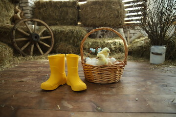 Happy Easter. Group of funny cute yellow chickens in basket