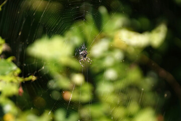 spider on tree leaf
