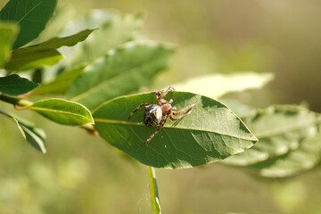 spider on tree leaf