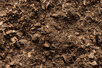 Soil texture background, Fertile soil for planting.