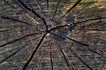 OLD STUMP - Cracks in the wood 
