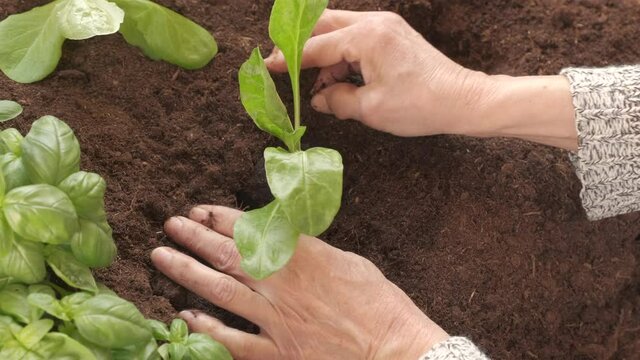 Planting seedling chard vegetables in organic cultivation agriculture. Farmer woman hand plant in field