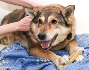 a dog  chews on a treat (chewing bone)