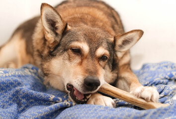 a dog  chews on a treat (chewing bone)
