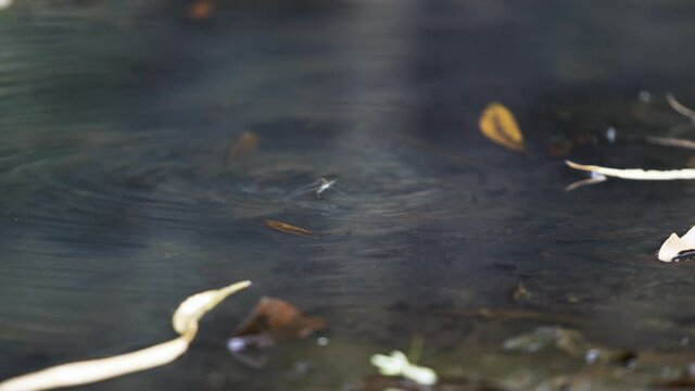 Pond strider making out on water surface.