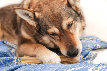 a dog  chews on a treat (chewing bone)