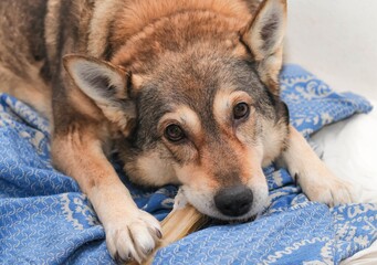 a dog  chews on a treat (chewing bone)