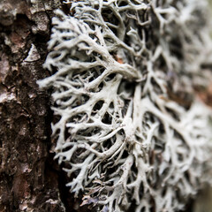 lichen on tree