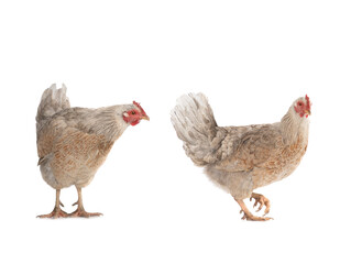 two brown chicken isolated on a white background.