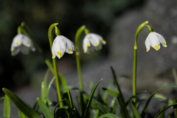 white spring flowers