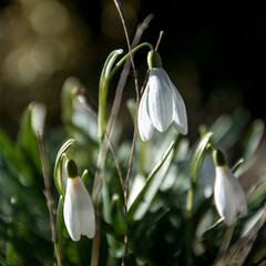 snowdrops in the wind