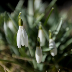 snowdrop flower in spring