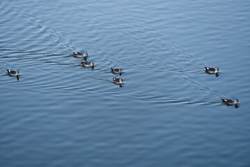 Flock of birds in Jal Mahal Lake, Rajasthan, India