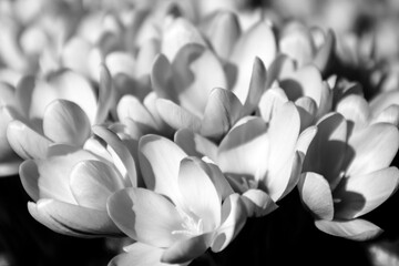 black and white crocus flower