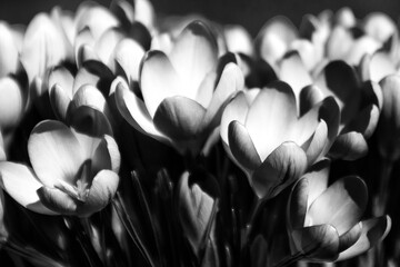 black and white crocus flower