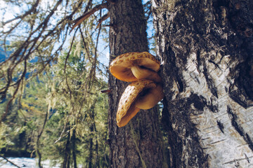 A pair of sunlit orange mushrooms on a tree in a forest. Fungus closeup stock photo