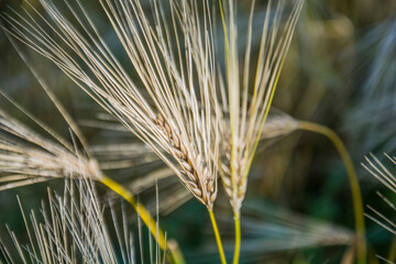 ears of wheat on a field
