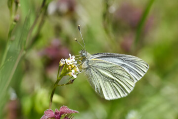The green-veined white (Pieris napi) butterfly. Beautiful white butterfly on wild flower