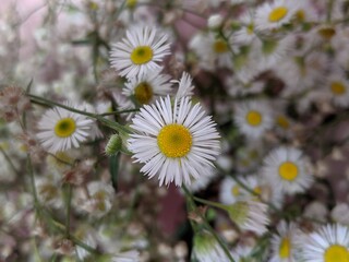 Chamomile. Erigeron annuus. Bouquet of small flowers. Field flowers bouquet. White and small chamomile