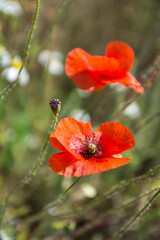 red poppy flower