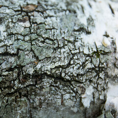 bark of a tree
