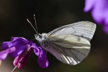 The green-veined white (Pieris napi) butterfly. Beautiful white butterfly on wild flower