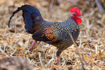 chicken. a grey Jungle fowl Male in the Tadoba Tiger Reserve. Very common sight but very difficult to photograph as it is too sigh and swift.