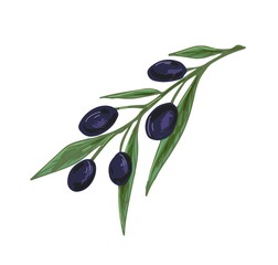 Olive tree branch with black fruits and leaves. Mediterranean plant with fresh vegetables. Italian or Greek food. Colored realistic hand-drawn vector illustration isolated on white background