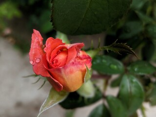 The beautifully pink rose flower is blooming in park greenery with big rain drops on the flower's petals on a dark background. After rain. Macro photo. Details.