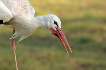 Storch im Portrait