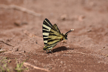 Plakat The scarce swallowtail or sail- or pear-tree swallowtail (Iphiclides podalirius). Beautiful swallowtail butterfly on ground, natural wallpaper