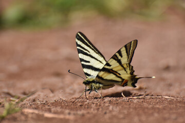 The scarce swallowtail or sail- or pear-tree swallowtail (Iphiclides podalirius). Beautiful swallowtail butterfly on ground, natural wallpaper
