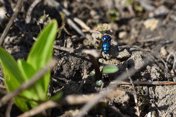blue shimmering bugs mating on ground