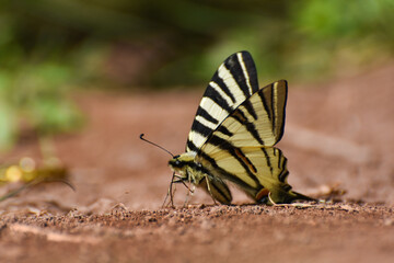 The scarce swallowtail or sail- or pear-tree swallowtail (Iphiclides podalirius). Beautiful swallowtail butterfly on ground, natural wallpaper