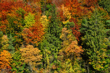 Fototapeta premium Autumn forest trees close up with vibrant red, yellowand green colors
