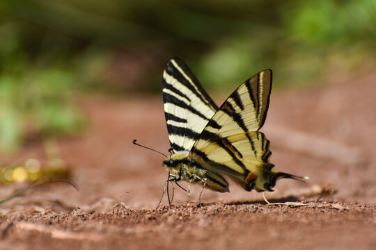 The scarce swallowtail or sail- or pear-tree swallowtail (Iphiclides podalirius). Beautiful swallowtail butterfly on ground, natural wallpaper