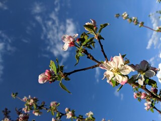 A bee is pollinating a flower that is blooming on a tree in a garden. Spring time. Blooming, pollinating