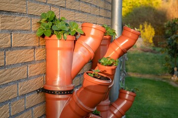 Strawberry plants in a homemade vertical urban strawberry garden made from tubes