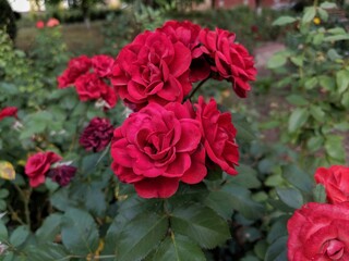Pretty manicured flower garden with colourful and shy flowers blooming in the garden in spring. Spring time. Blooming time. 