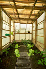 Greenhouse - growing salad || Climate Change