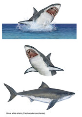 realistic illustration of great white shark (Carcharodon carcharias) on white background.  One jumping out of water with his mouth open.