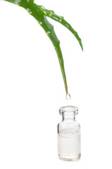aloe vera leaves with bottle of essential oil side view on white background isolated closeup. Selective focus